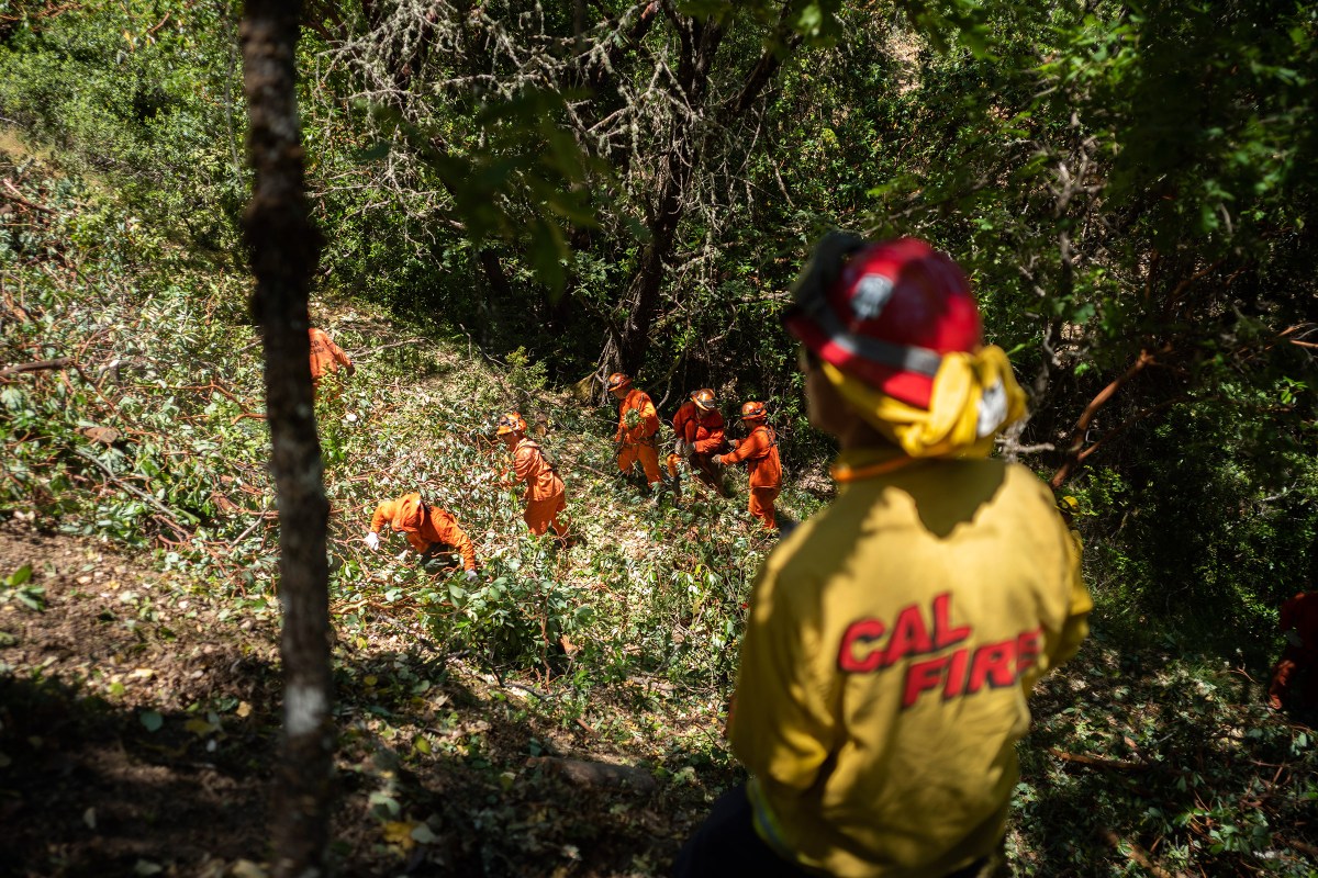 Here's how California has increased forest management and wildfire